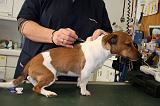 JACK RUSSEL - PIQURE  022